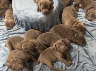 Cane Corso pups for sale