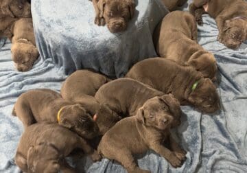 Cane Corso pups for sale