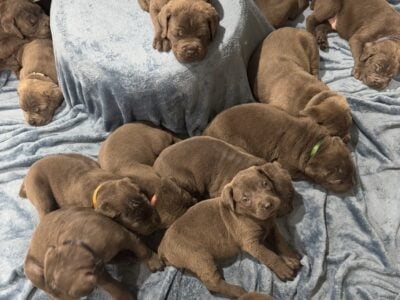 Cane Corso pups for sale