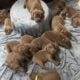Cane Corso pups for sale