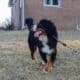 Full AKC Registration – Beau