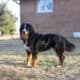 Full AKC Registration – Beau