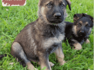 Jasper – German Shepherd Dog puppy