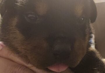 Rottweiler puppies