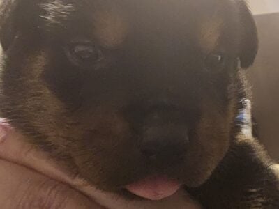 Rottweiler puppies