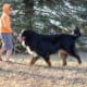 Full AKC Registration – Beau