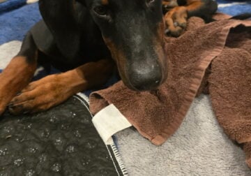 Doberman Puppies 6months