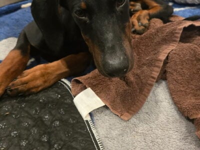 Doberman Puppies 6months