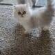 Beautiful Chinchilla Persian Kittens