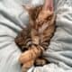 Amazing Simba Bengal Kitten