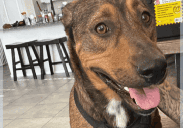 Desperately Need a Forever Home Immediately For a