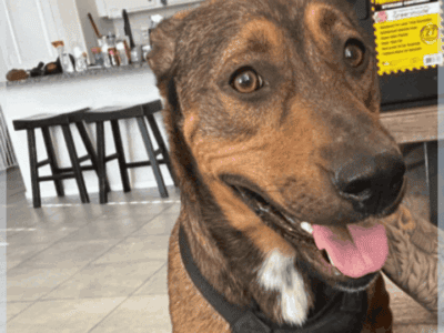 Desperately Need a Forever Home Immediately For a