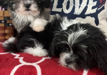 lhasa apso females puppies