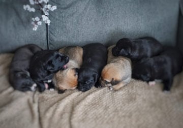 Husky-Pit x Lab-Terrier Puppies 🐶 Rare Designer M