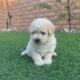 Maltipoo puppies