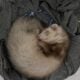 Two ferrets, male and female