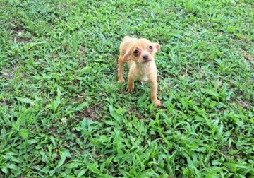 chihuahua