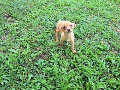 chihuahua