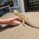 Bearded Dragon
