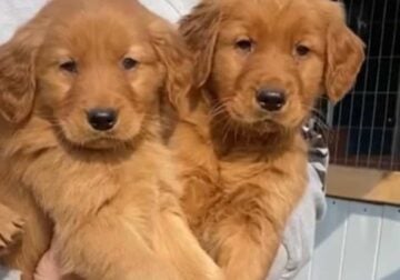 2 Adorable Puppies Ready for Their Furever Homes