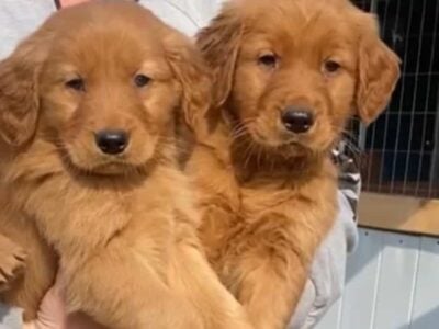 2 Adorable Puppies Ready for Their Furever Homes