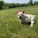 AKC Frenchie Male – Columbus, OH