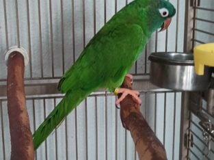 Blue Crown Conure