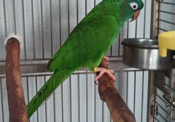 Blue Crown Conure