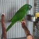 Blue Crown Conure