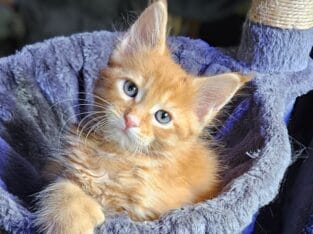Maine Coon Polydactyl Orange Tabby Male