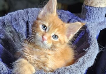 Maine Coon Polydactyl Orange Tabby Male