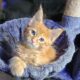 Maine Coon Polydactyl Orange Tabby Male
