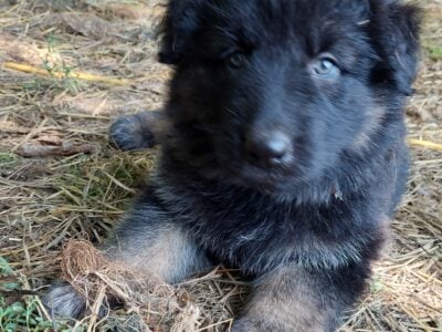 King/German Shepherd puppies