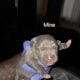 Blue Merle Puppys 5/11/25