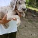 Great danes