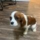 Selling 3 Cavalier King Charles Spaniels- 500 Each