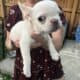 💥 French Bulldog Puppies – 12 Weeks – Vet Checked