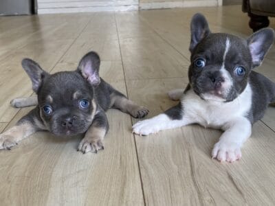 AKC Male French Bulldog Puppies