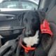 Pup for adoption