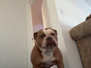 5 Year old Olde English Bulldogge