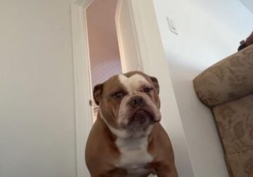 5 Year old Olde English Bulldogge