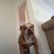 5 Year old Olde English Bulldogge