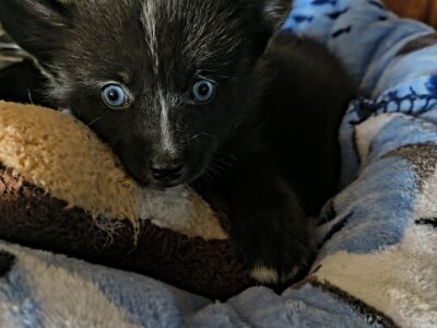 Pomsky puppy Zeva