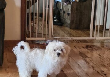 Male Maltese