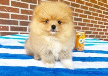 CKC Pomeranian JELLYBEAN