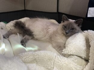 Siamese ragdoll
