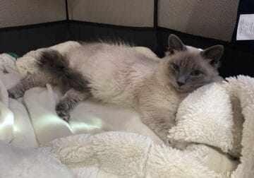 Siamese ragdoll