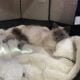Siamese ragdoll