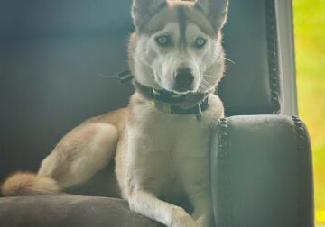 Siberian Husky for sale