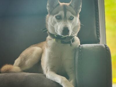Siberian Husky for sale